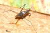 Gerris sp.